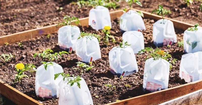 Plant starters from a milk jug