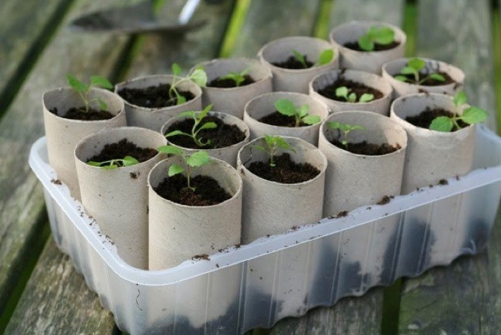 Seed starters 