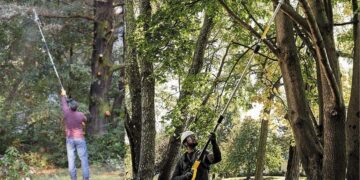 Top 5 Pole Saws