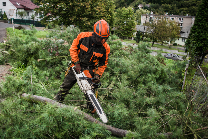 Arborist Chainsaw Maintenance Tips