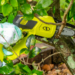Mini Chainsaws: Your Ultimate Guide to Choosing the Best Option for You 8 Mini Chainsaws guide to choose